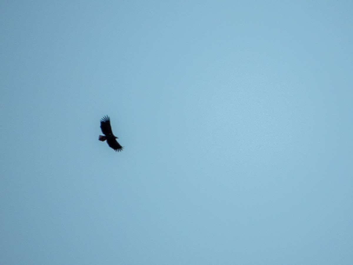 White-tailed Eagle - Jan-Rune Ericson