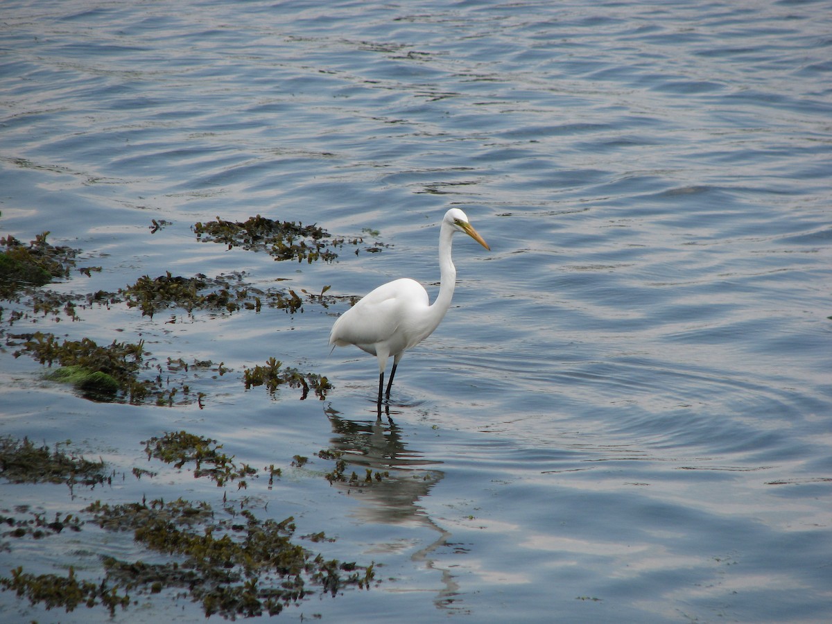 Great Egret - Luis Mendes