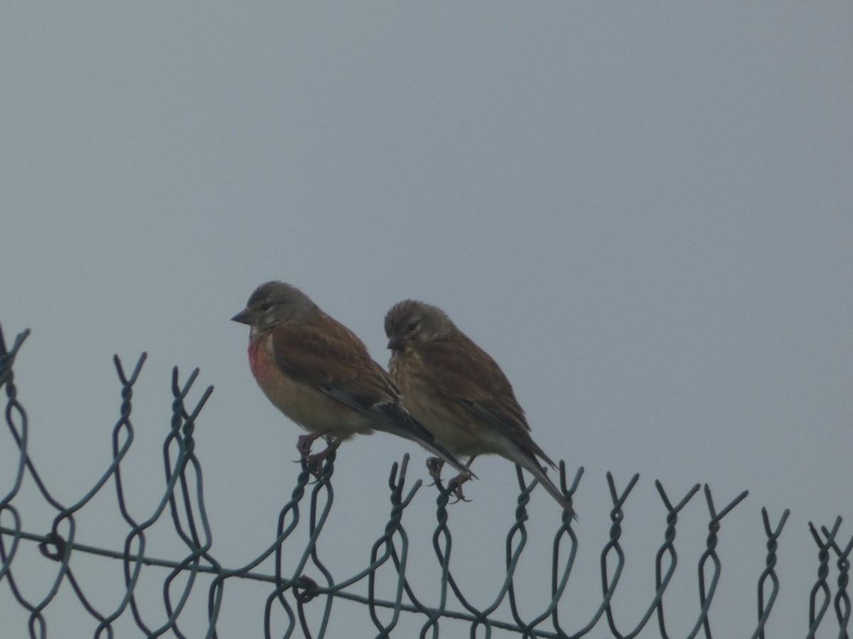 Eurasian Linnet - c franzoia