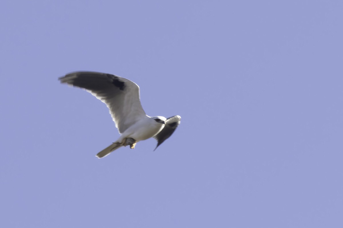 Black-shouldered Kite - Marlene Lyell