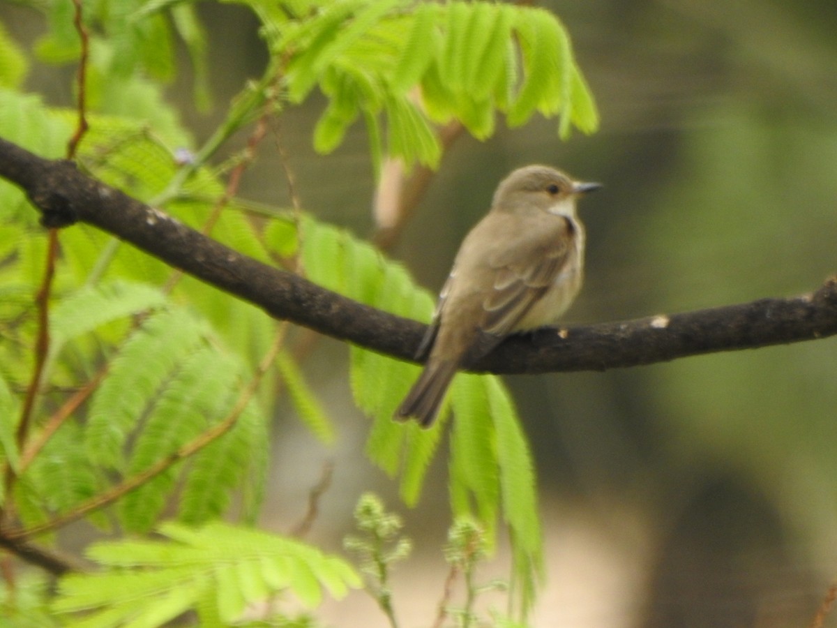 Spotted Flycatcher - Pep Cantó