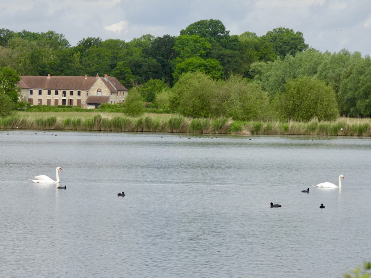 Cygne tuberculé - ML619664683