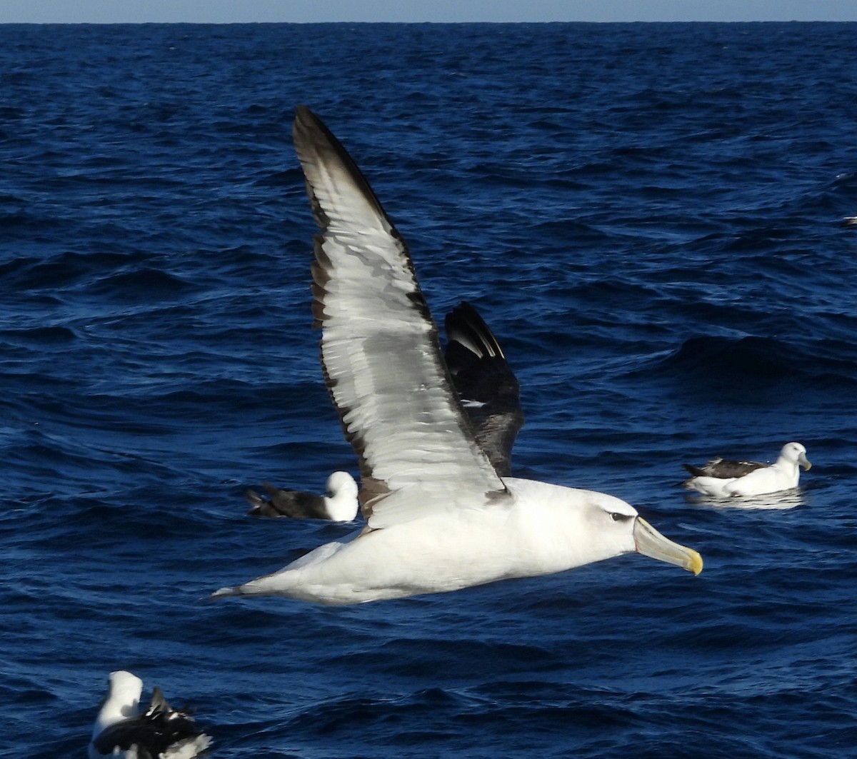 White-capped Albatross - Rodney van den Brink