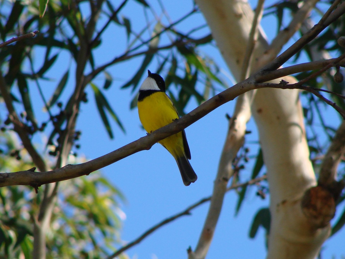 Golden Whistler - Andrew Bishop