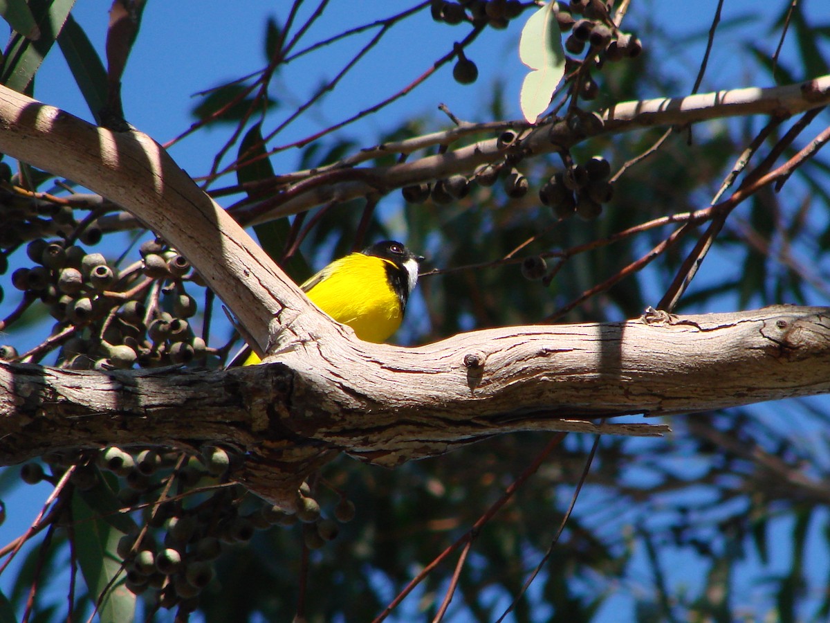 Golden Whistler - Andrew Bishop