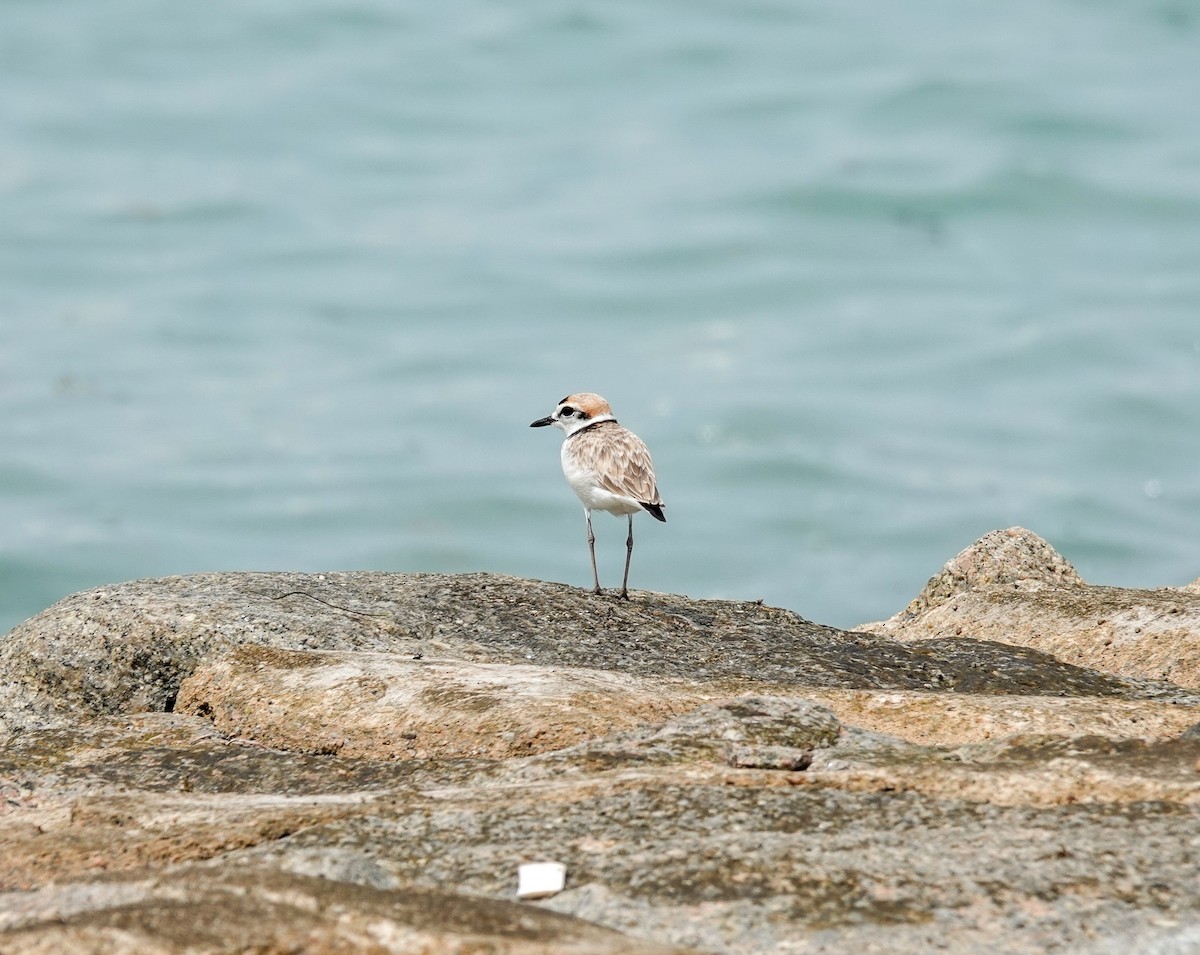 Malaysian Plover - Brad R