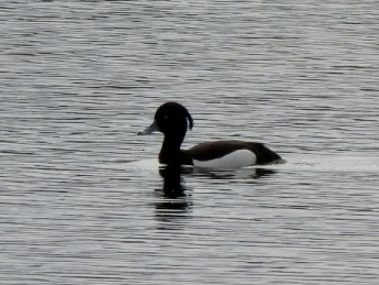 Tufted Duck - Esther and Gyula Mackinlay - Gergely