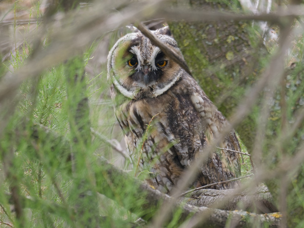 Long-eared Owl - Alfonso Guío Rodríguez