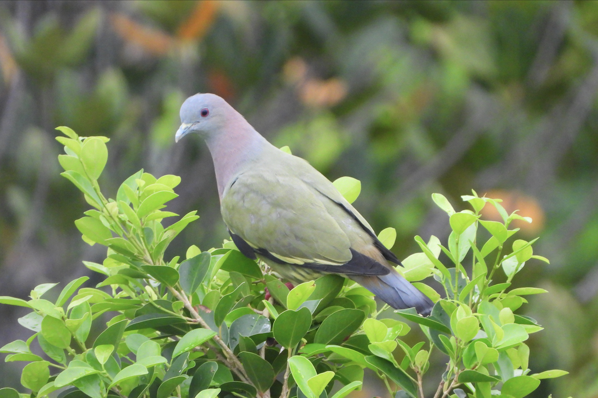 Pink-necked Green-Pigeon - Alfred McLachlan-Karr