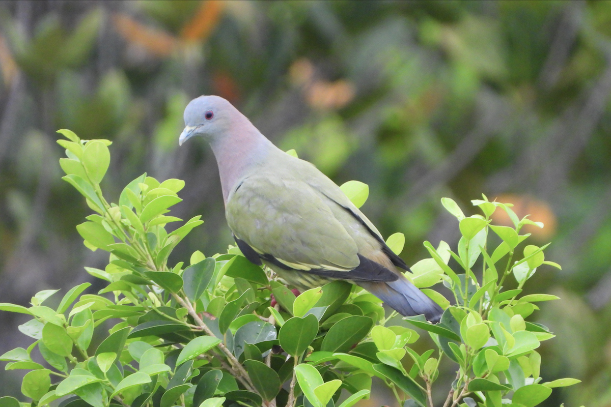 Pembe Boyunlu Yeşil Güvercin - ML619664708