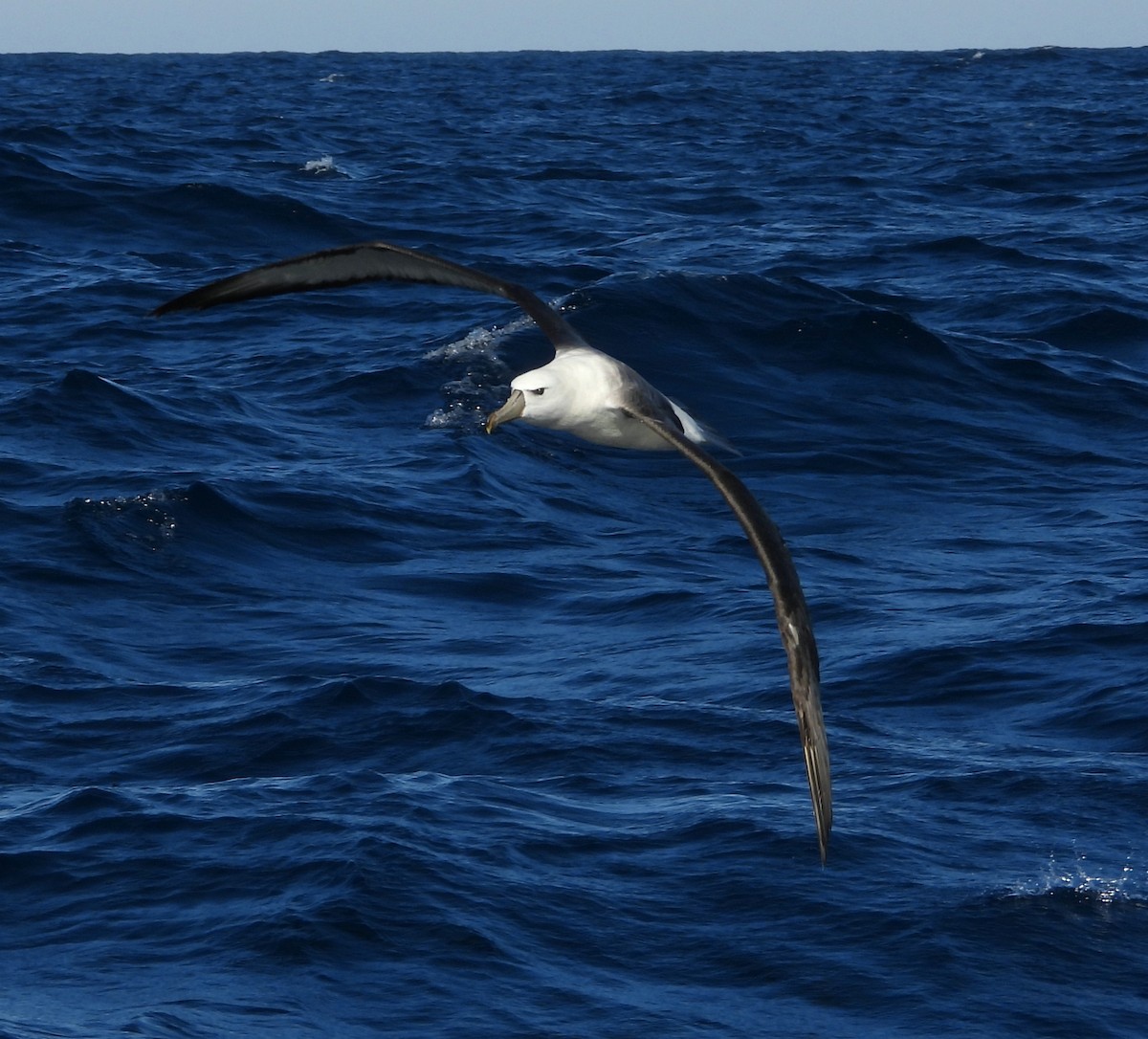 White-capped Albatross - Rodney van den Brink