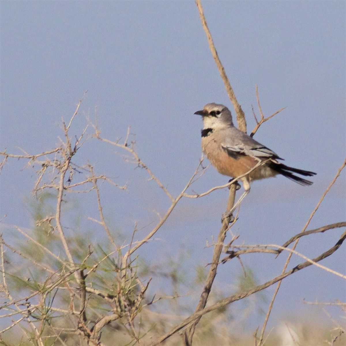 Turkestan Ground-Jay - Ed Harper