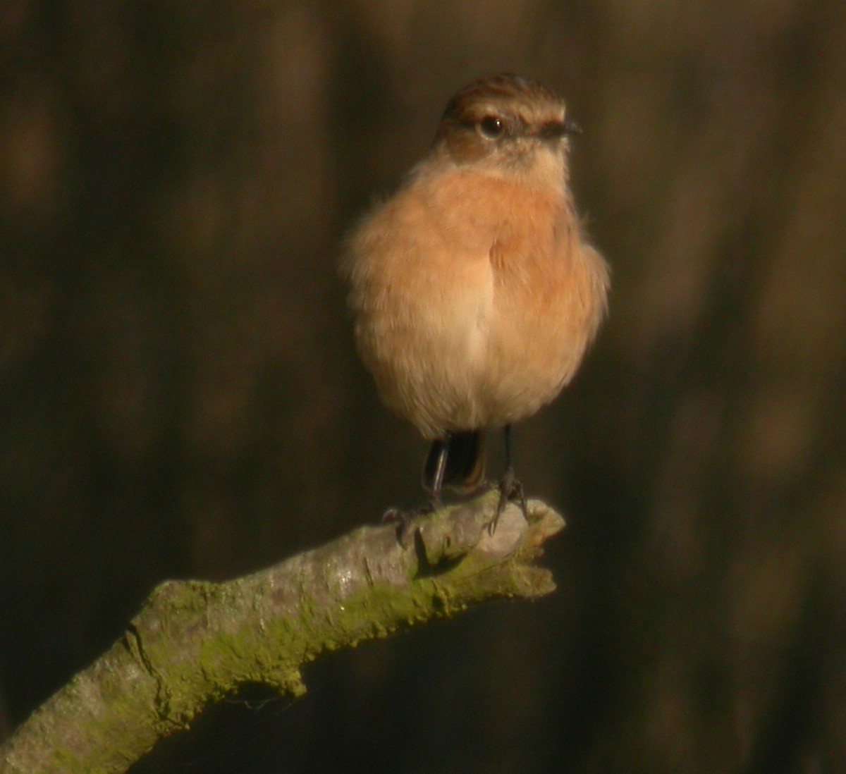 European Stonechat - Jurgen Beckers