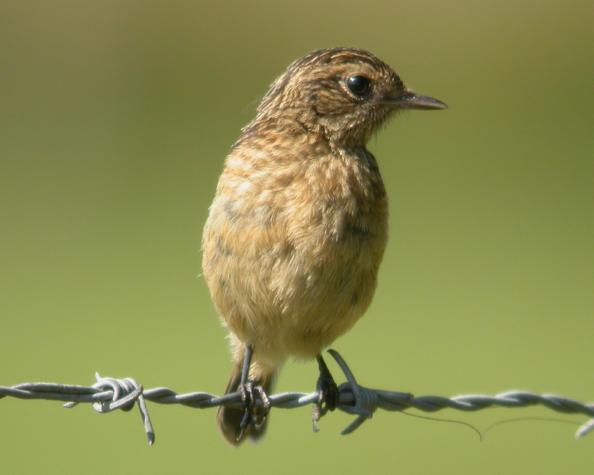 European Stonechat - Jurgen Beckers