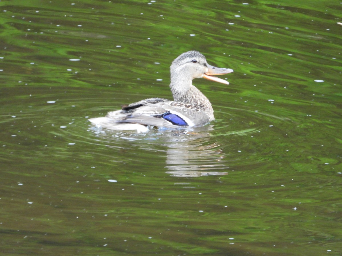 Mallard - Chantal Côté