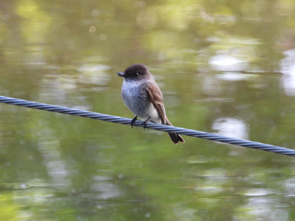 Eastern Phoebe - Chantal Côté