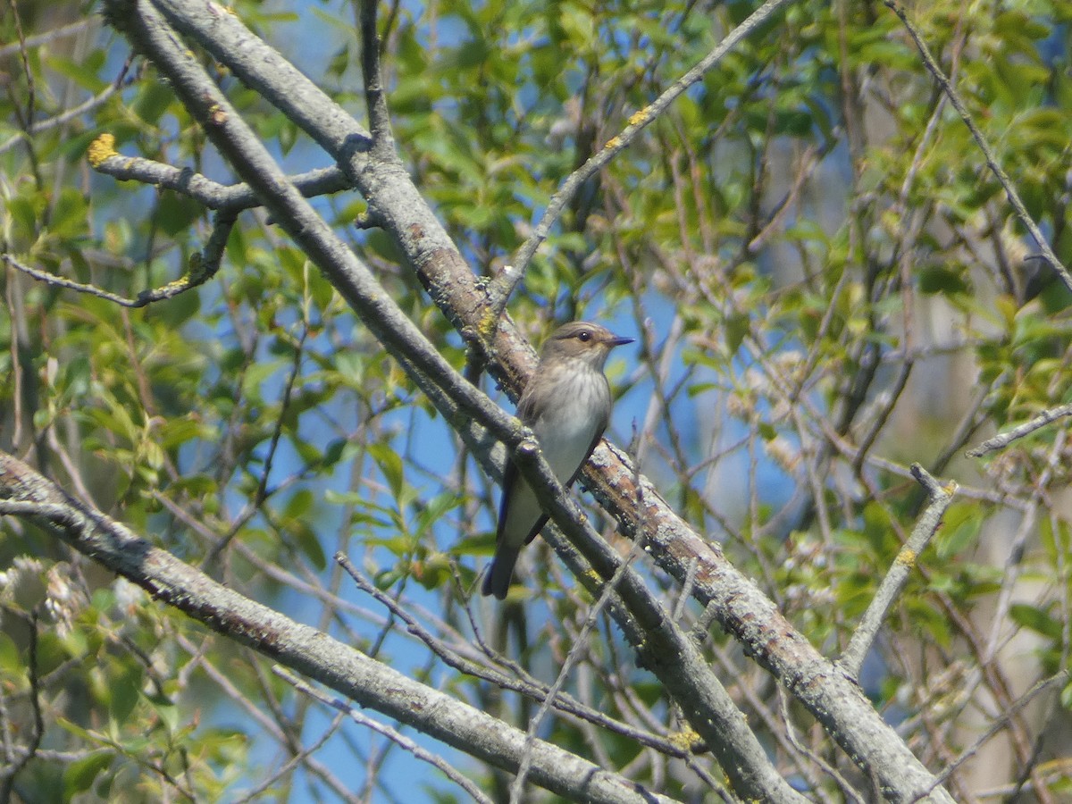 Spotted Flycatcher - c franzoia