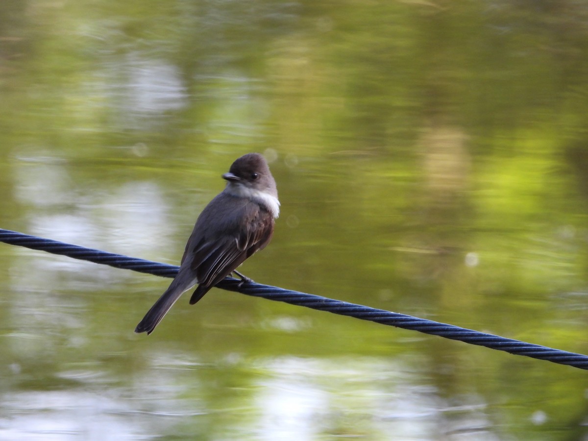 Eastern Phoebe - Chantal Côté