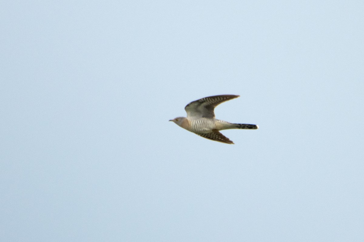 Common Cuckoo - Letty Roedolf Groenenboom