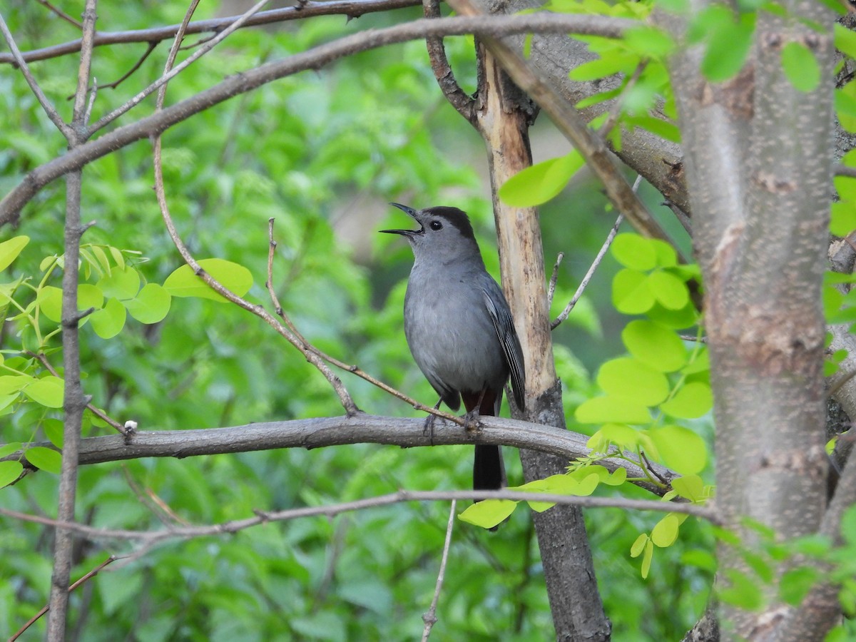 Gray Catbird - Chantal Côté