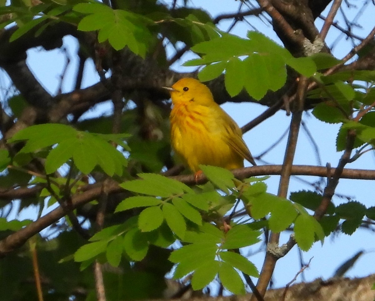 Yellow Warbler - Chantal Côté