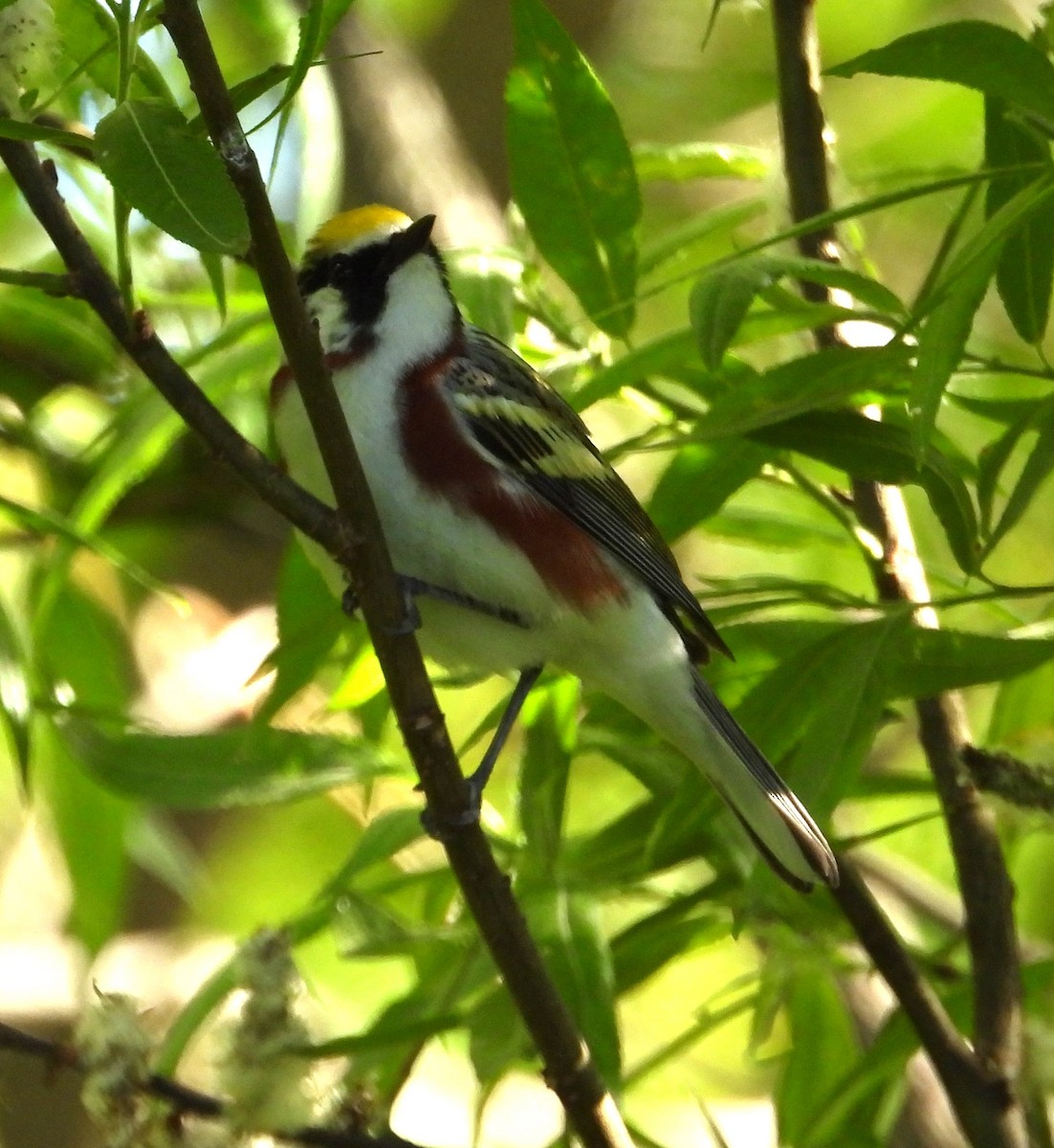 Chestnut-sided Warbler - Chantal Côté