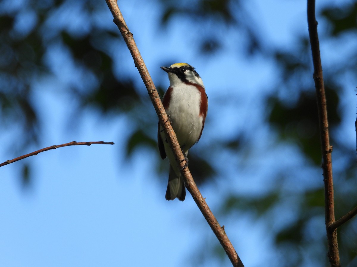 Chestnut-sided Warbler - Chantal Côté