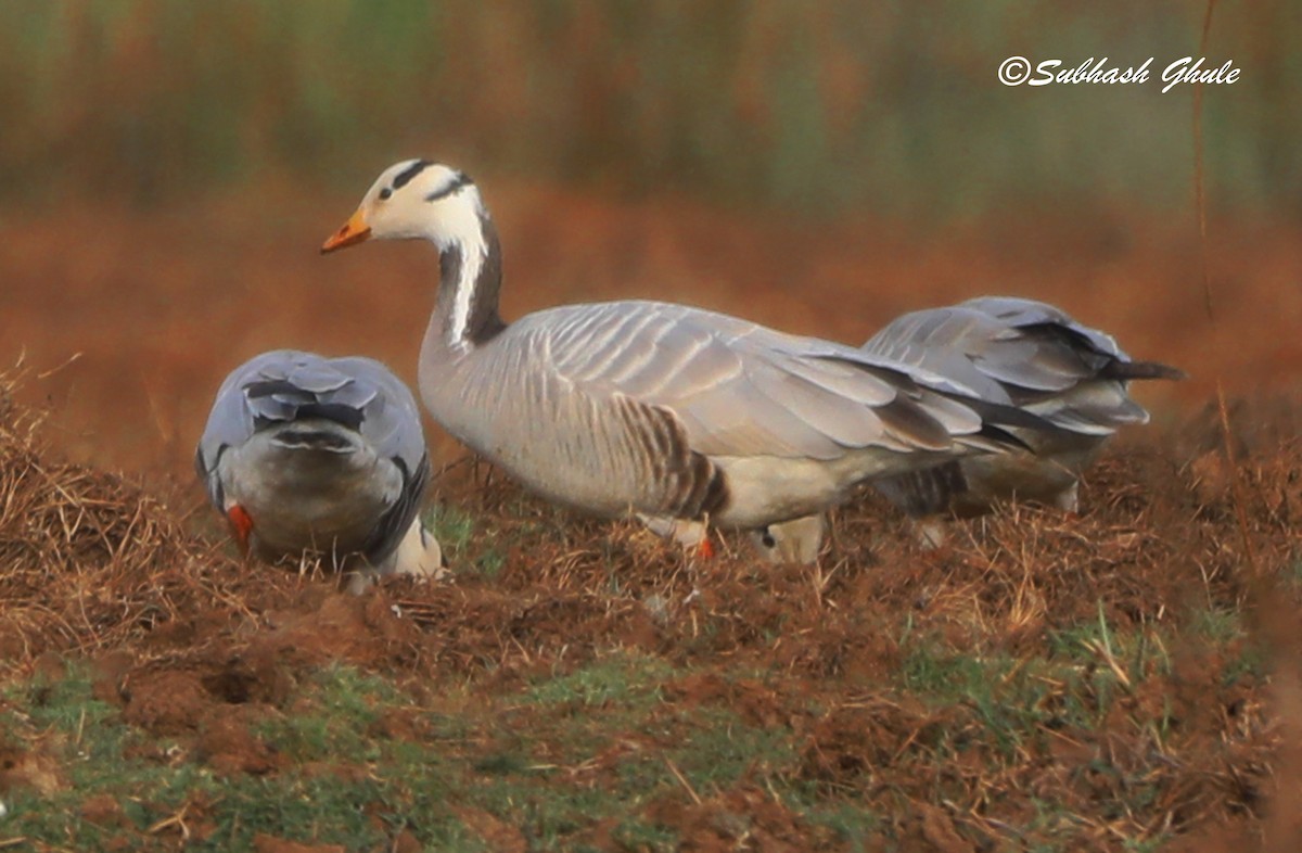 Bar-headed Goose - SUBHASH GHULE