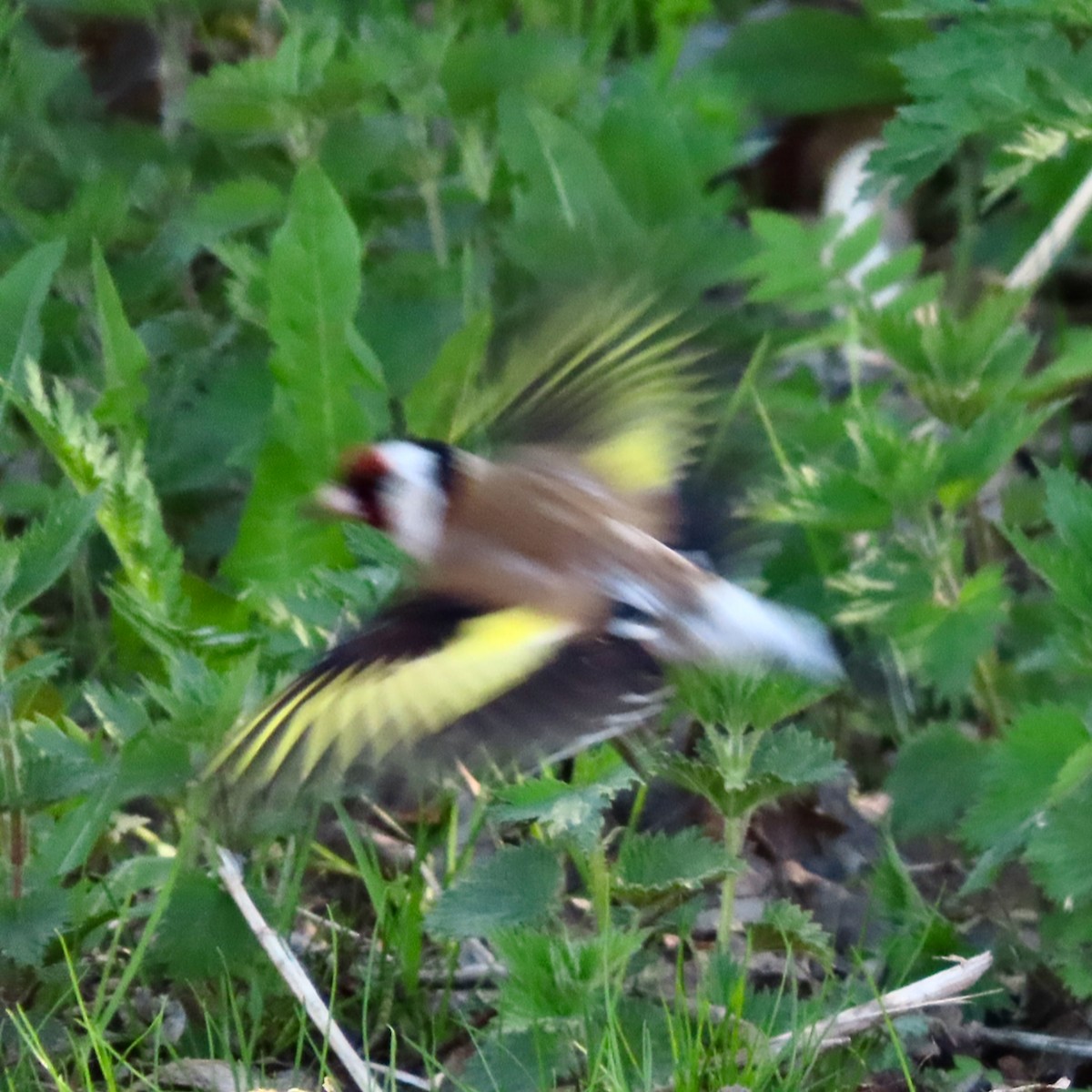 European Goldfinch - Erkki Lehtovirta