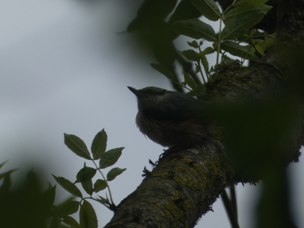 Eurasian Nuthatch - ML619664769