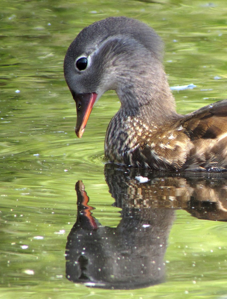 Mandarin Duck - Peter Milinets-Raby