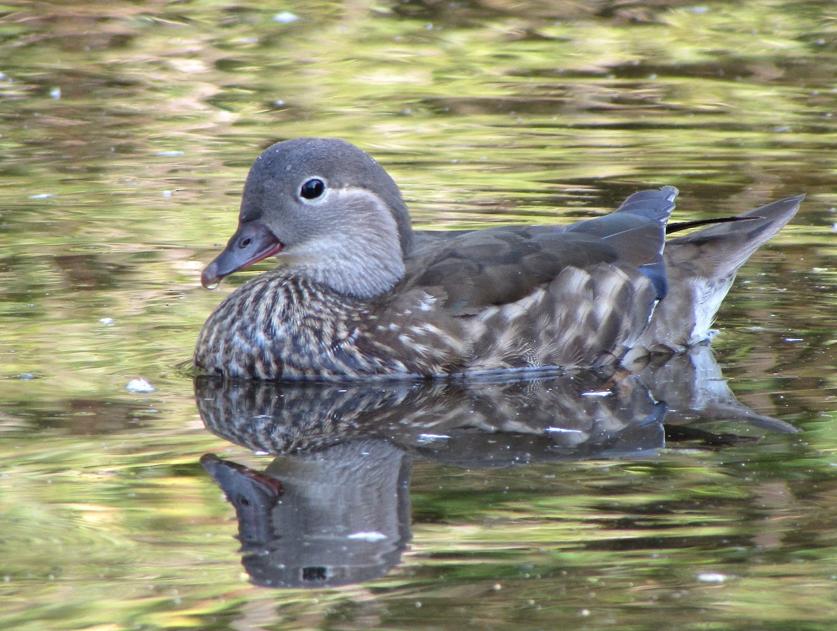 Mandarin Duck - Peter Milinets-Raby