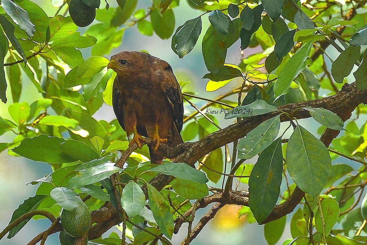 Black Kite - Chris Kieu