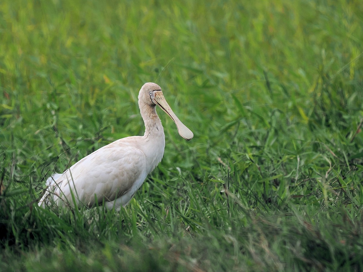 Yellow-billed Spoonbill - ML619664785