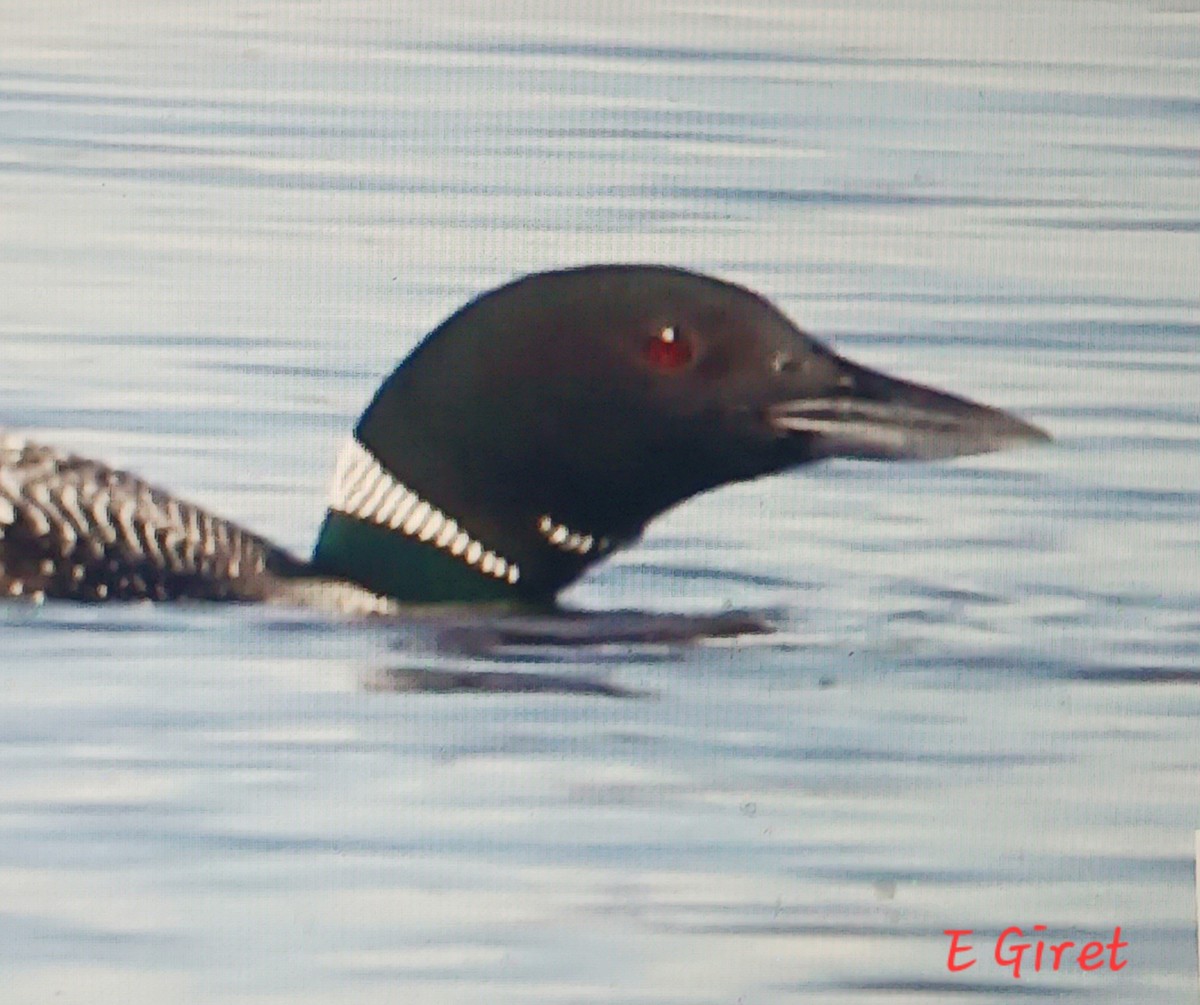 Common Loon - Éric giret