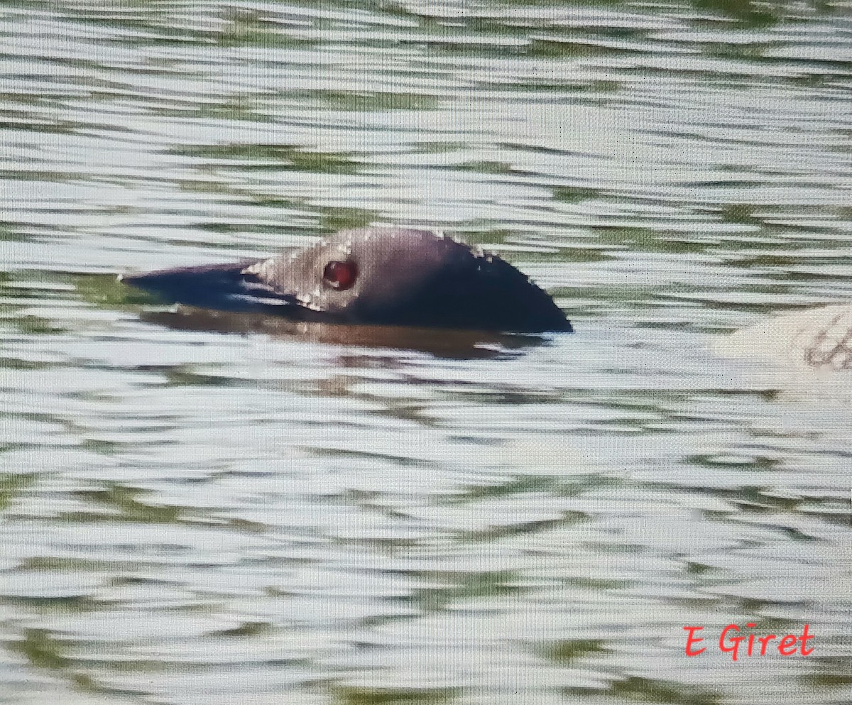 Common Loon - Éric giret