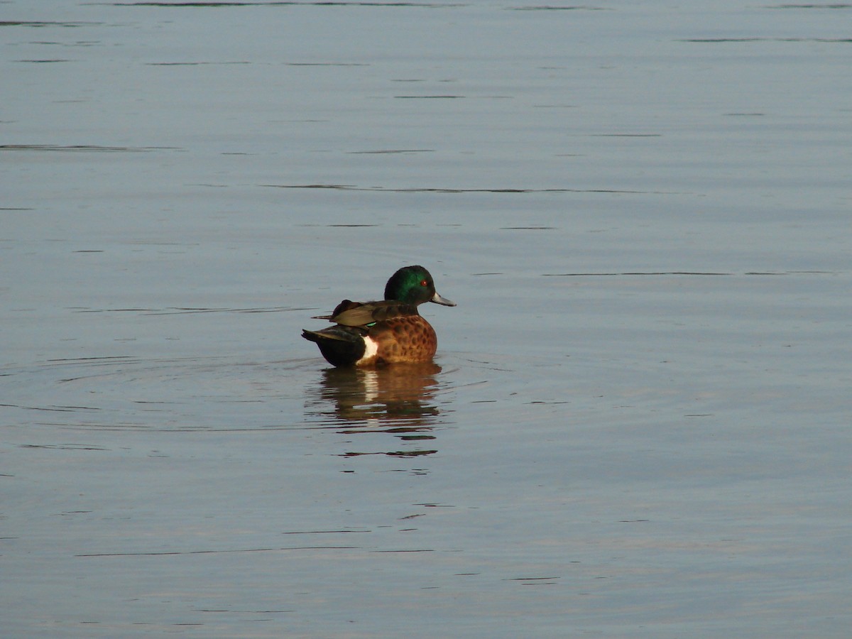 Chestnut Teal - Andrew Bishop