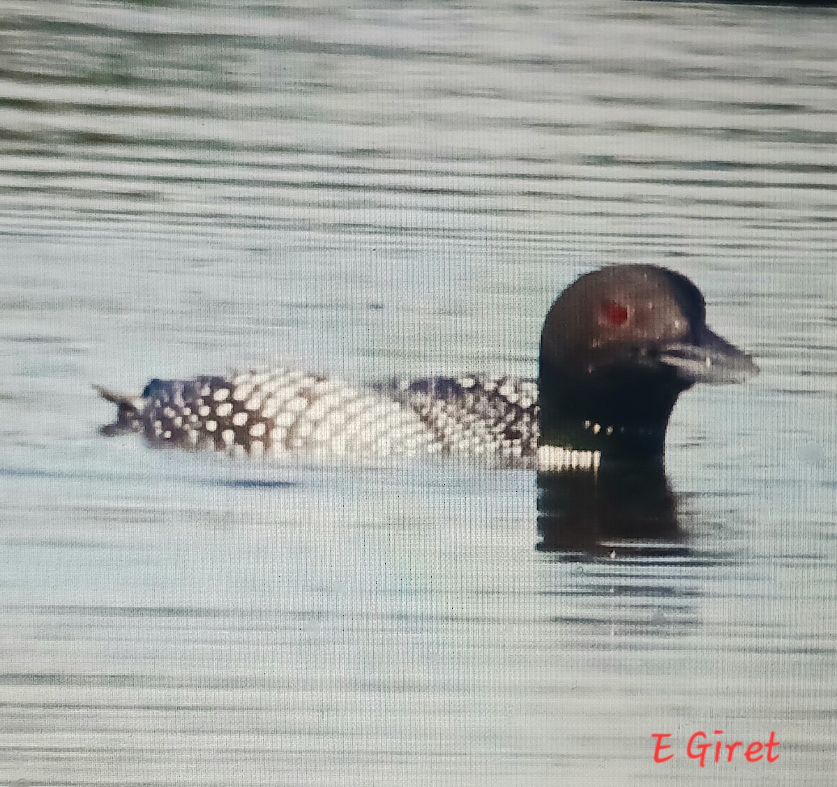 Common Loon - Éric giret