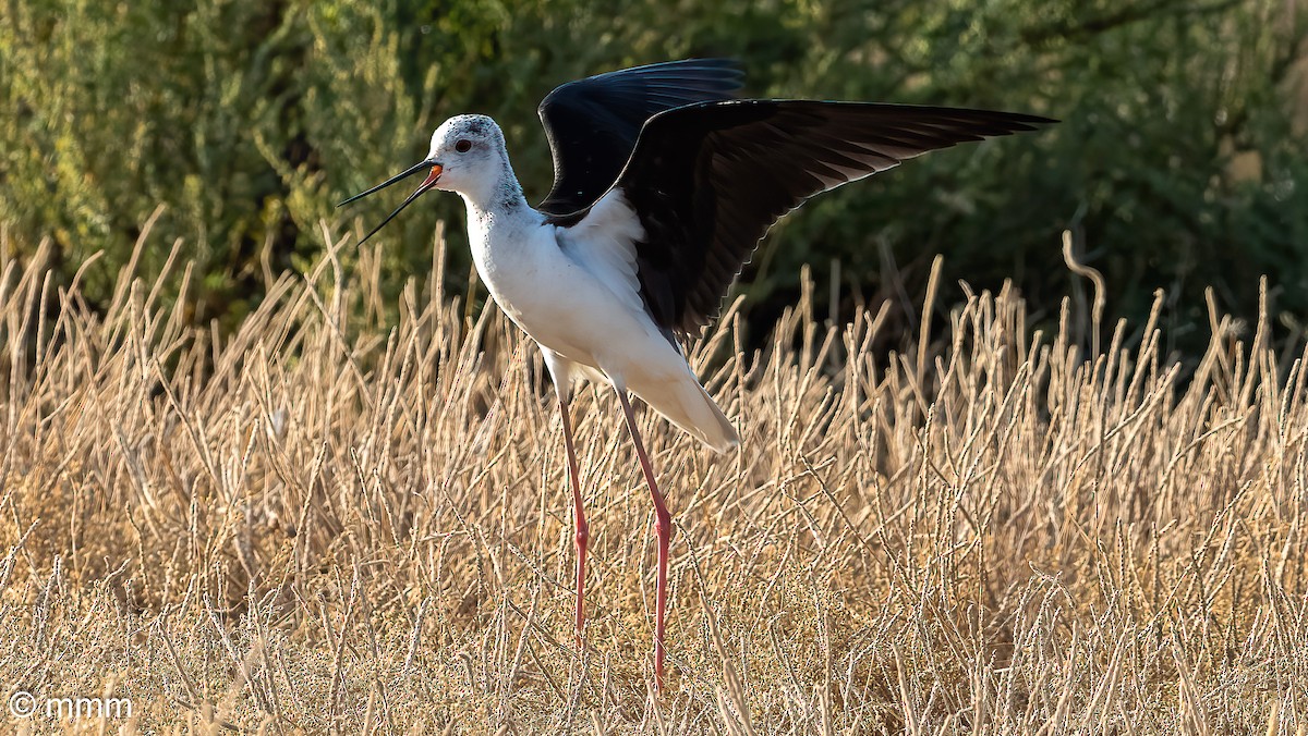 Black-winged Stilt - ML619664802