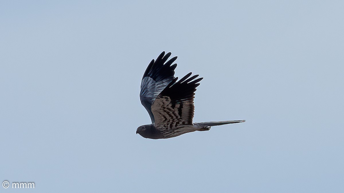 Montagu's Harrier - Mario Martin