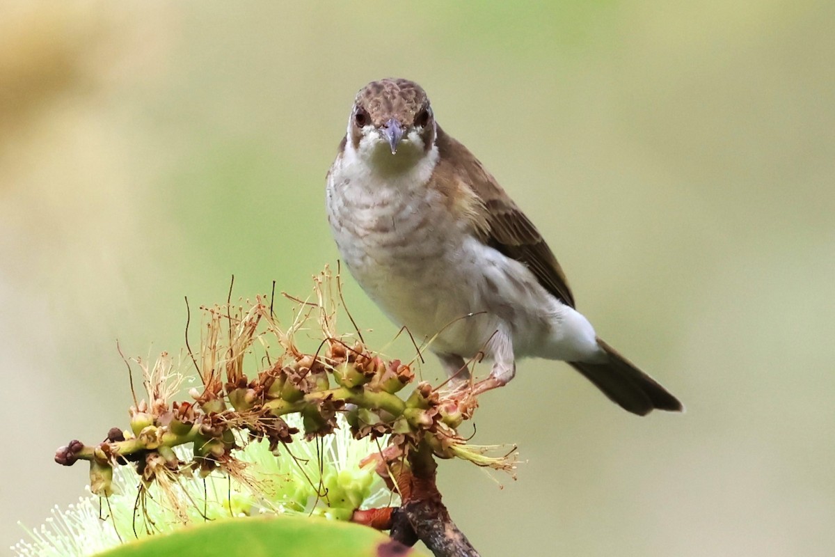 Brown-backed Honeyeater - ML619664807