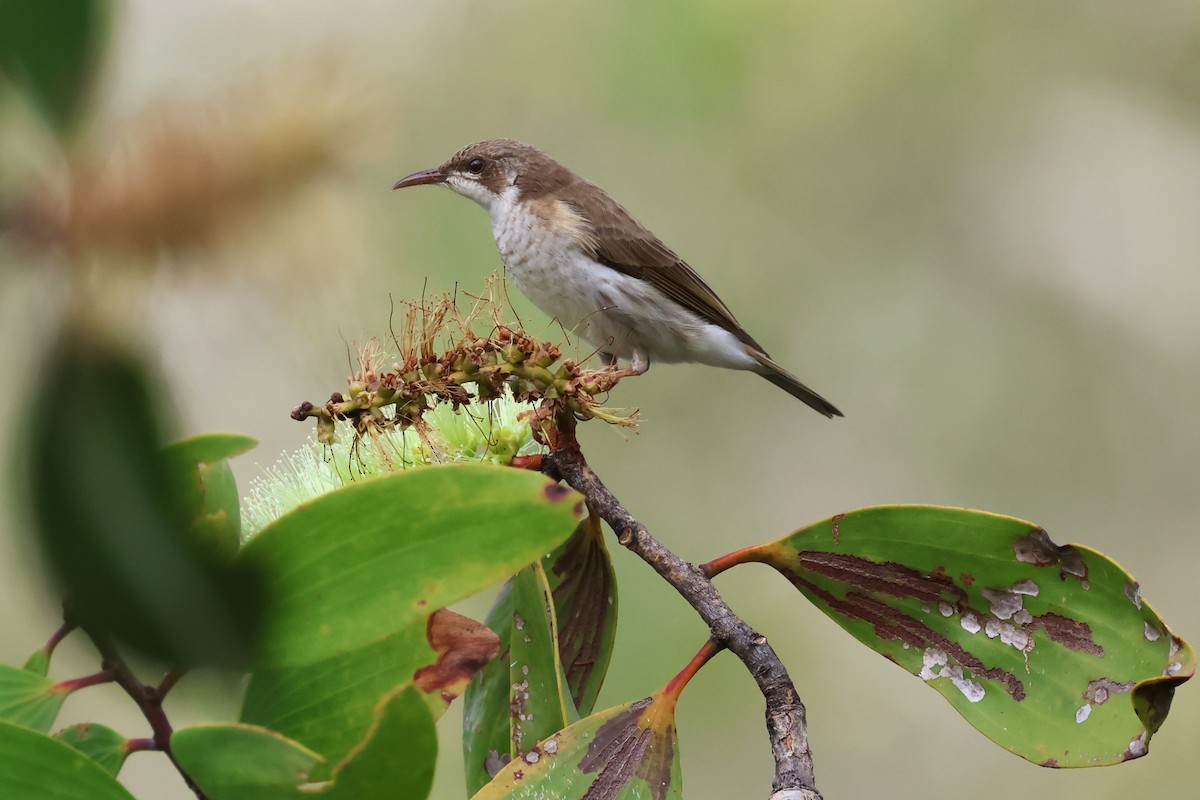 Brown-backed Honeyeater - ML619664808