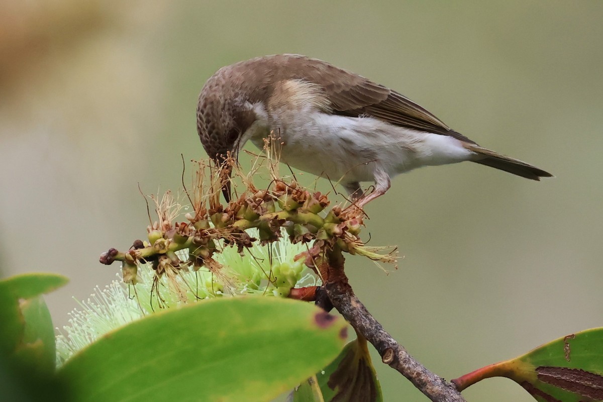 Brown-backed Honeyeater - ML619664809