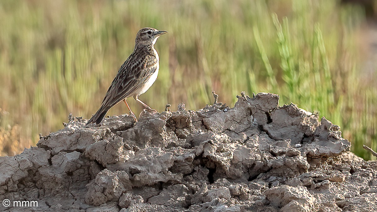 Greater Short-toed Lark - Mario Martin