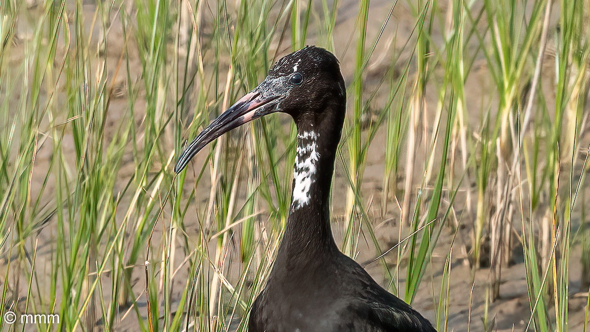 Glossy Ibis - Mario Martin