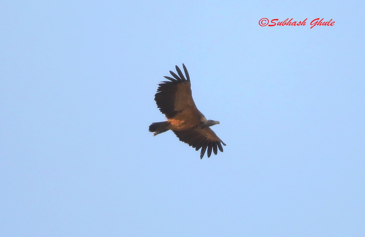 Indian Vulture - SUBHASH GHULE