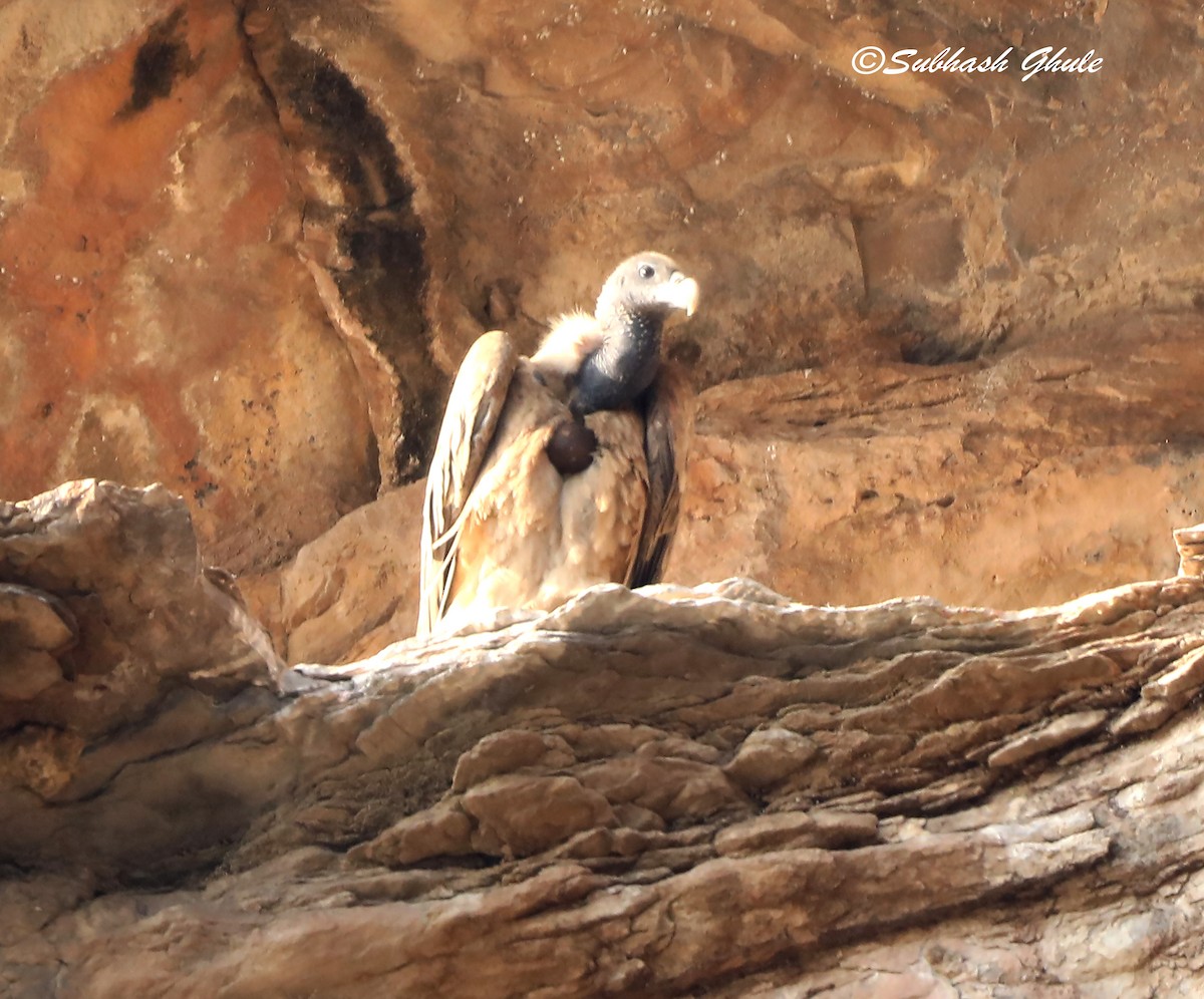 Indian Vulture - ML619664816