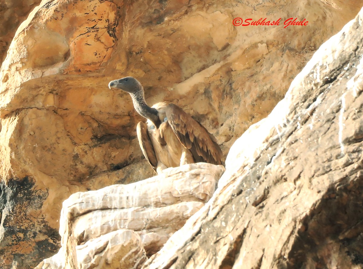 Indian Vulture - SUBHASH GHULE