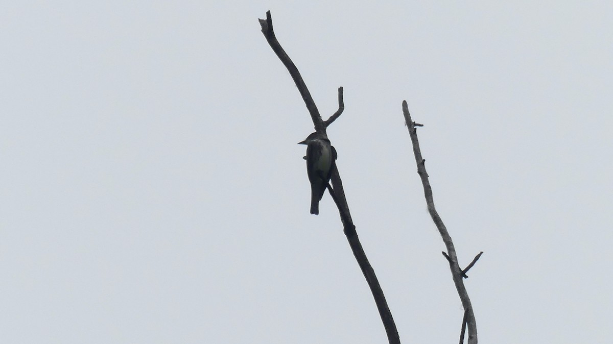 Olive-sided Flycatcher - Leslie Sours