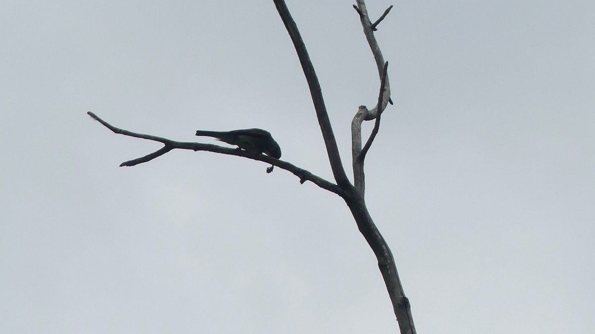 Olive-sided Flycatcher - Leslie Sours